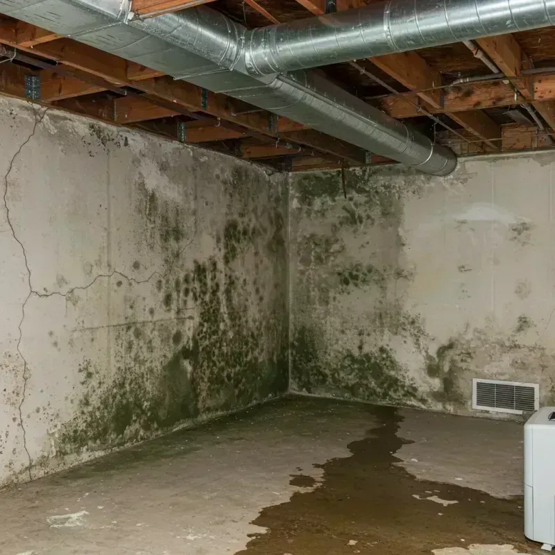 Professional Mold Removal in Frankton, IN